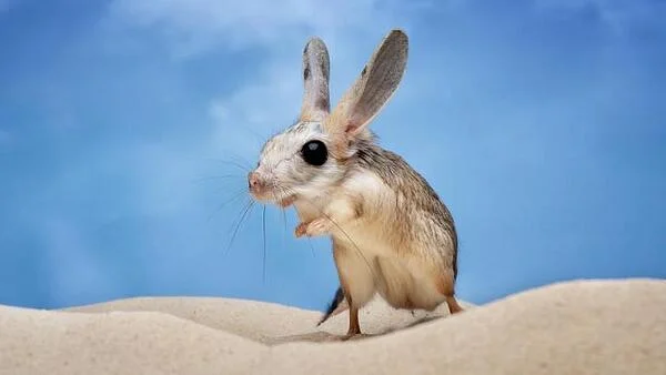 В ЛЕТНИЯ СЕЗОН - ПАЗЕТЕ СЕ ОТ МОРСКИ ОТИТ