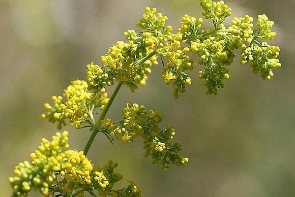 ЕНЬОВЧЕ – СРЕД НАЙ-ДОБРИТЕ БИЛКИ ЗА ЩИТОВИДНАТА НИ ЖЛЕЗА