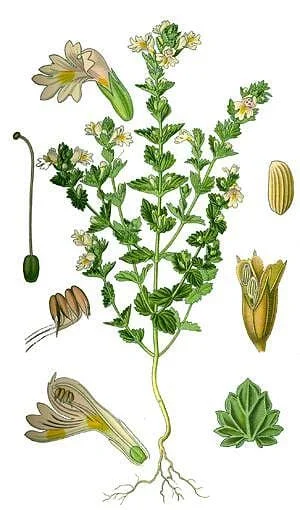 БИЛКАТА ЗА ОЧИ