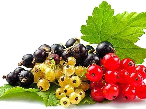 Рецепти с касис