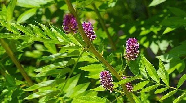 Полезни свойства на Женското биле (Сладник). Сироп от корена на женско биле