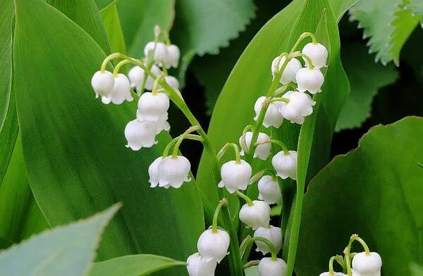 Майска момина сълза - отглеждане, полезни свойства и рецепти с момина сълза