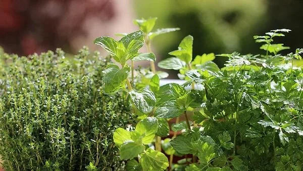 Мащерка в медицината, козметиката и при готвене.