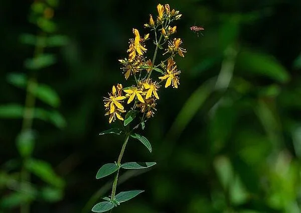 Обикновената агримония или репей (Agrimonia eupatoria)
