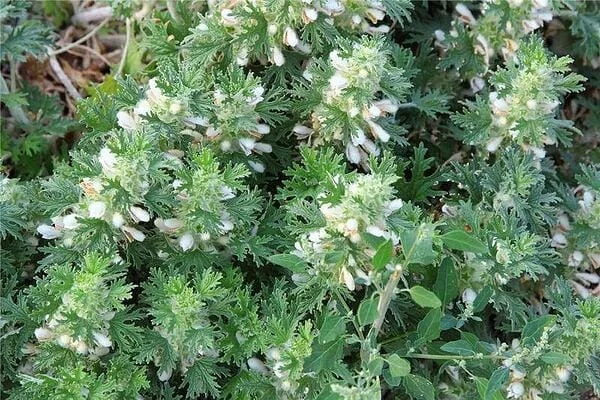 Панцерия. Полезни свойства и приложение на вълнена панцерия