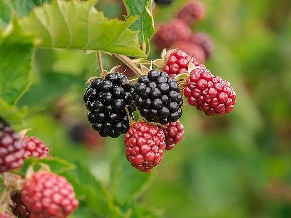 Blackberry (къпина): използване в традиционната медицина