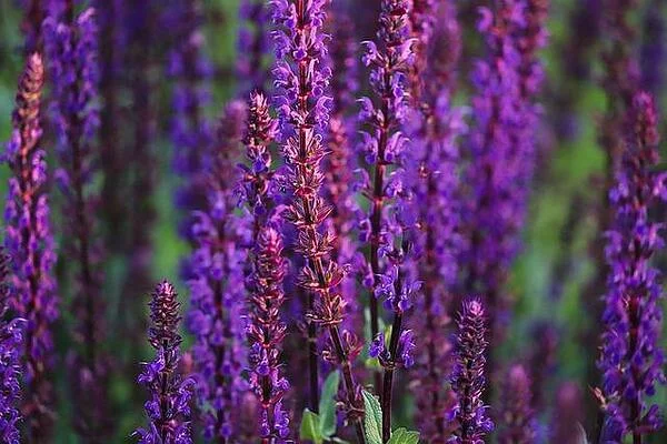 Salvia officinalis - Салвия - Състав и полезни свойства на градински чай (салвия