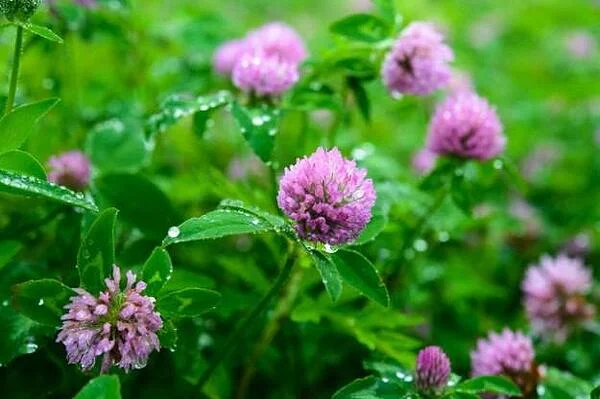 ЛЕЧЕБНИТЕ СВОЙСТВА НА ЧЕРВЕНАТА ДЕТЕЛИНА (TRIFOLIUM PRATENSE)