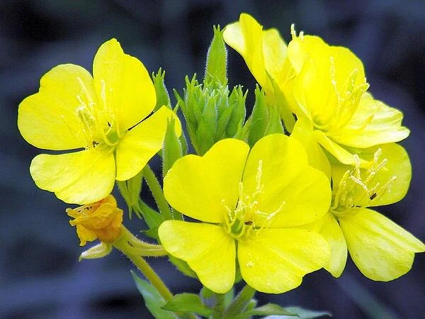 Маслото от вечерна иглика намалява болката при ПМС и повишава плодовитостта