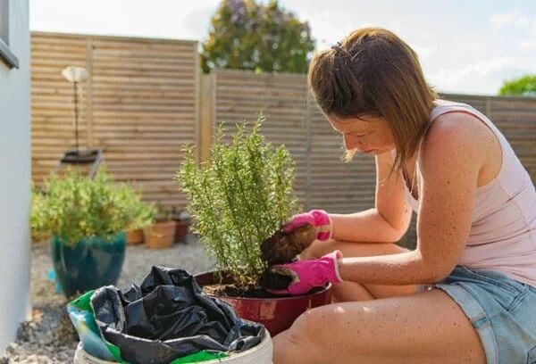 Розмарин – ценен при депресия и нервни разстройства