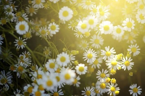 Лайката - една от най-търсените лечебни билки.Лековитите й свойства и събиране.