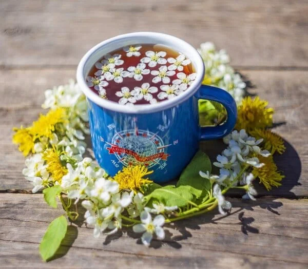 Чаят от глухарче убива раковите клетки и предпазва здравите от инфекция! Доказан