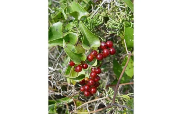 САРСАПАРИЛА - билката на шаманите при проказа!