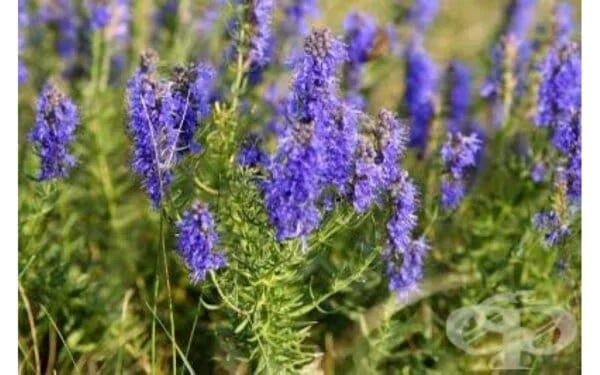 ЛЕЧЕБНИЯТ ИСОП