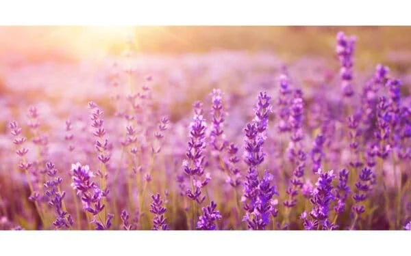 ЛАВАНДУЛА - в борбата с молците... в главата