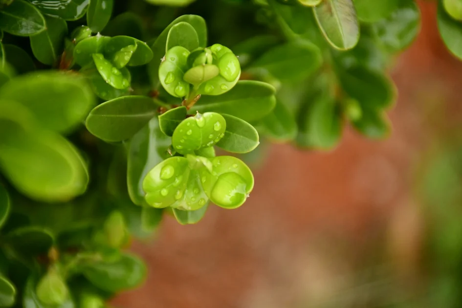 Чемшир, чимшир (Buxus sempervirens) - пазителят на рода