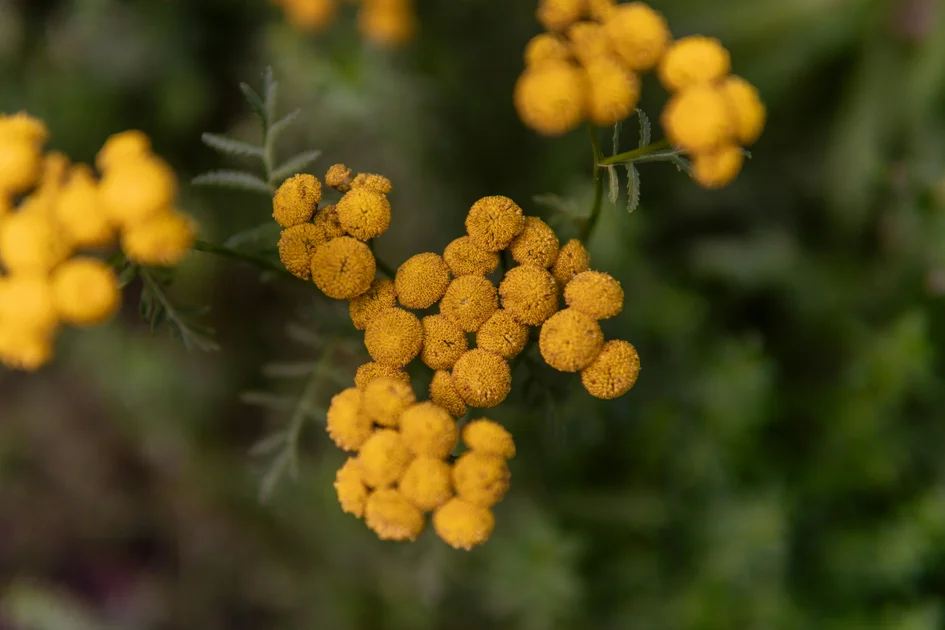 Зелена аптека: билки при подагра, част 1